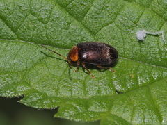 Scirtidae
