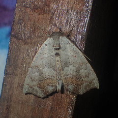 Hyperlopha discontenta