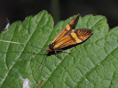 Nemophora degeerella