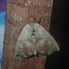 Hyperlopha discontenta