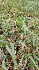Elymus caninus