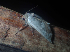 Hyperlopha discontenta