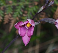 Thelymitra × irregularis