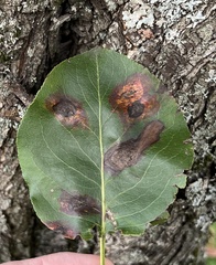 Gymnosporangium sabinae