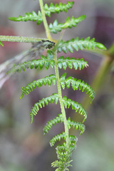 Pteridium aquilinum capense