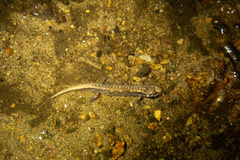 Desmognathus wrighti
