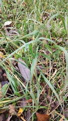Elymus caninus