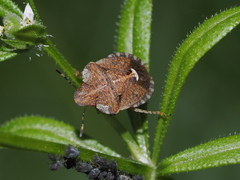 Dyroderes umbraculatus