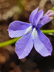 Lobelia setacea