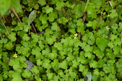Ranunculus taisanensis