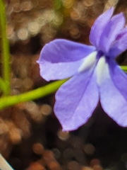 Lobelia setacea