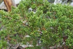 Pherosphaera hookeriana