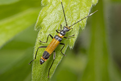 Chauliognathus imperialis