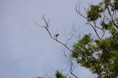 Pteroglossus castanotis