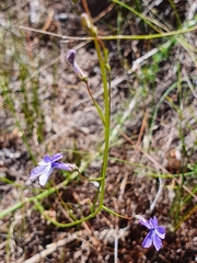Lobelia setacea