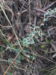 Pimelea linifolia linifolia
