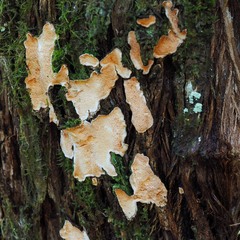 Gloeoporellus merulinus