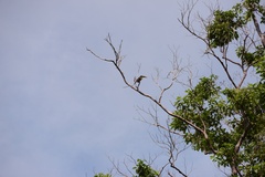 Pteroglossus castanotis