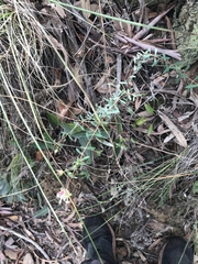 Pimelea linifolia linifolia