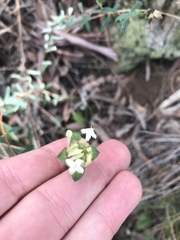Pimelea linifolia linifolia