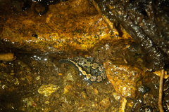Desmognathus ocoee