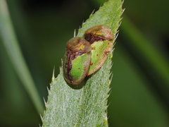 Cassida vibex