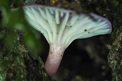 Hygrocybe cheelii
