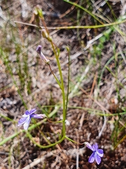 Lobelia setacea