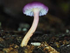 Hygrocybe cheelii
