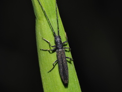 Theophilea subcylindricollis