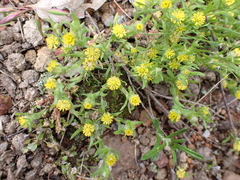 Triptilodiscus pygmaeus