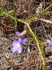 Lobelia setacea