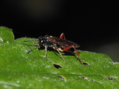 Macrophya