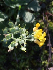 Alyssum montanum
