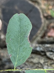 Obolodiplosis robiniae