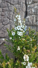 Leptospermum turbinatum