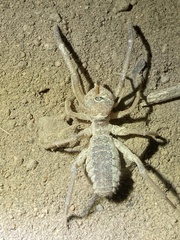 Solpugidae
