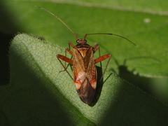 Closterotomus fulvomaculatus