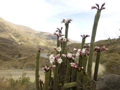 Trichocereus tunariensis