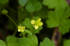 Ranunculus taisanensis