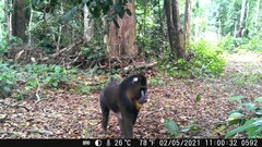 Mandrillus sphinx