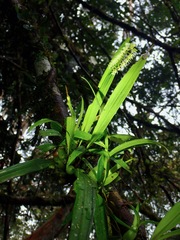 Coelogyne