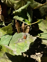 Pyrrhocoris apterus