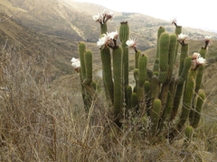 Trichocereus tunariensis