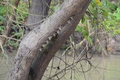 Rhynchonycteris naso