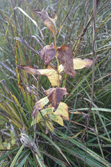 Lysimachia vulgaris