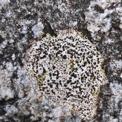 Rhizocarpon reductum