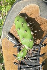 Opuntia aurantiaca