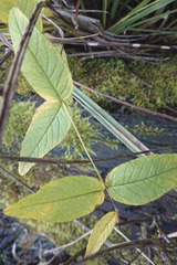 Lysimachia vulgaris