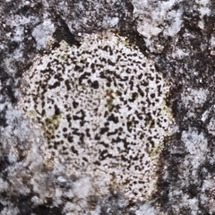 Rhizocarpon reductum